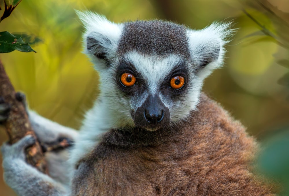 Robberg & Monkeyland: Aktivitäten rund um Plettenberg Bay